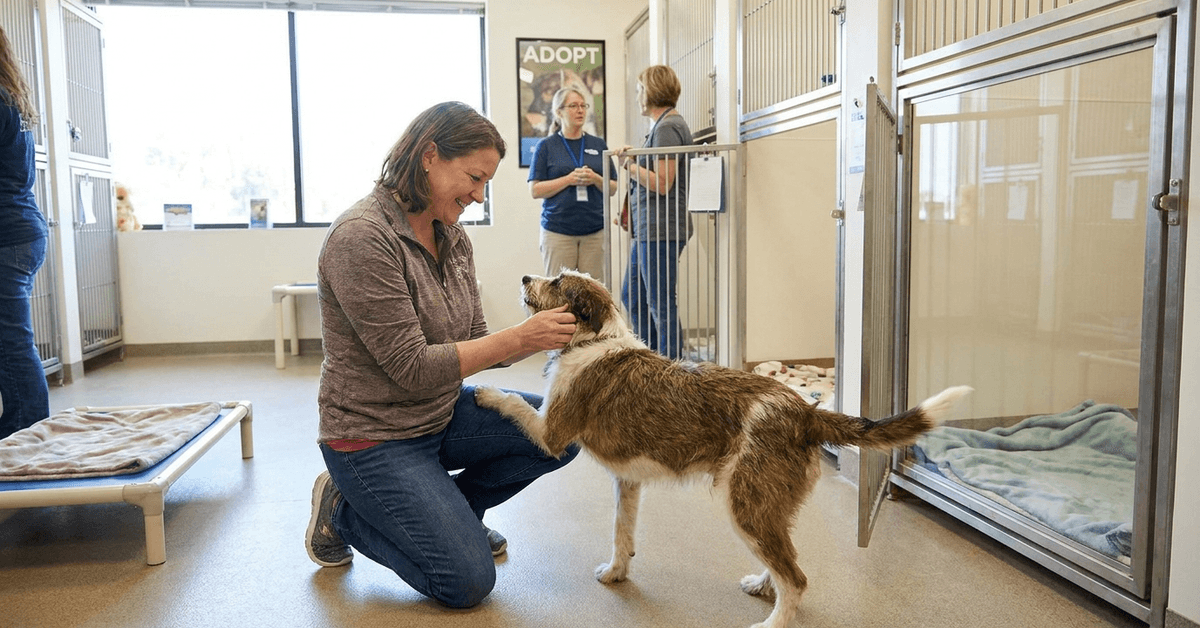 Dogs Available for Adoption – Explore Nearby Shelters Language
